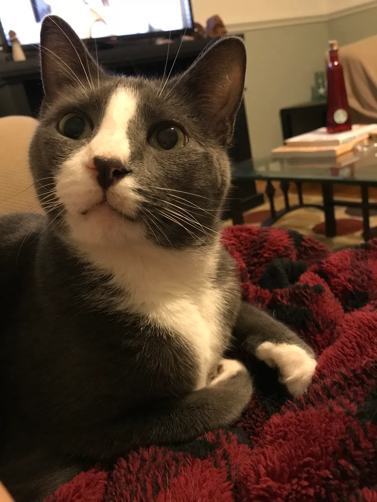 Lost cat in Wilmington, NC, 28409