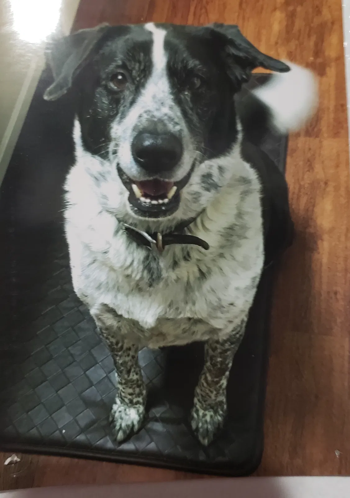 Lost dog in Magnolia, TX, 77354