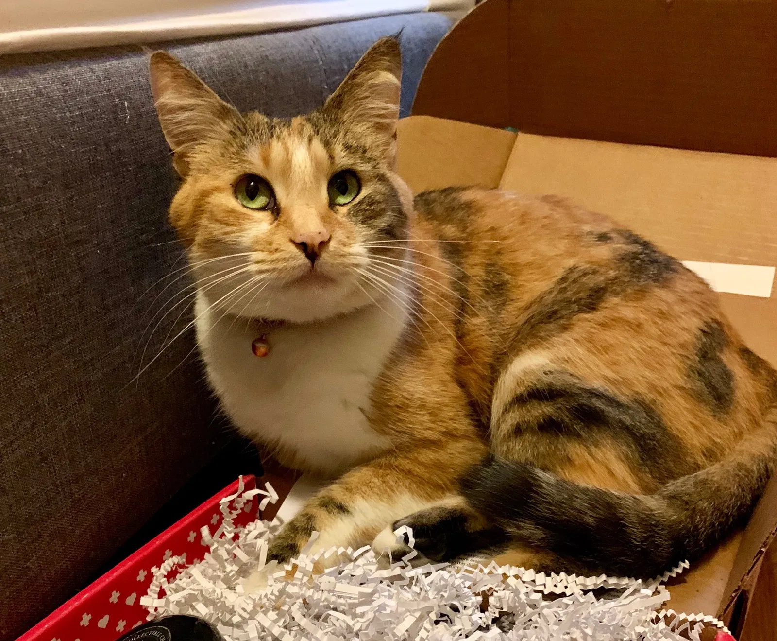 Lost cat in Saint Paul, MN, 55112