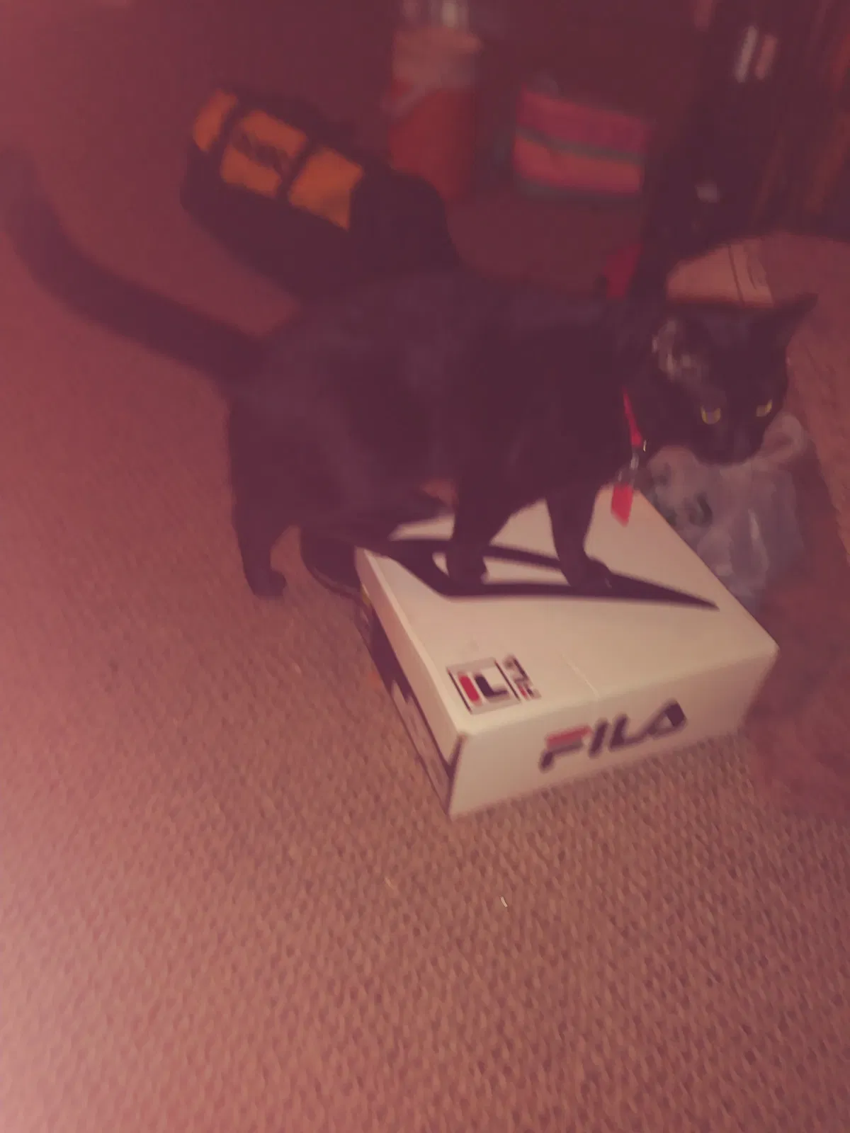 Lost cat in Ambler, PA, 19002