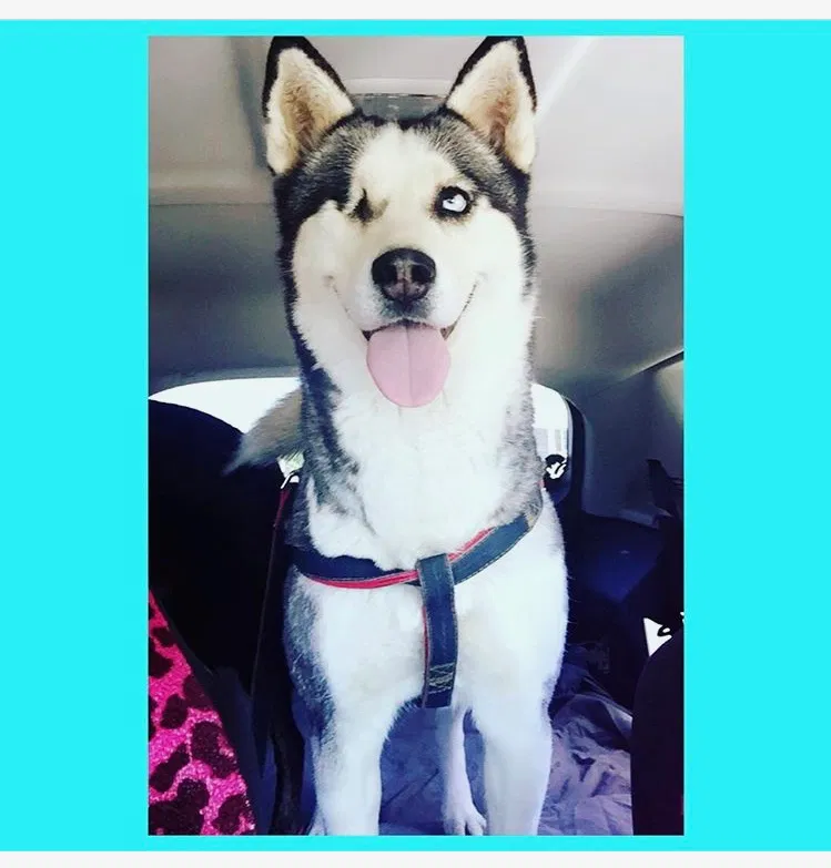 Lost dog in Moreno Valley, CA, 92551