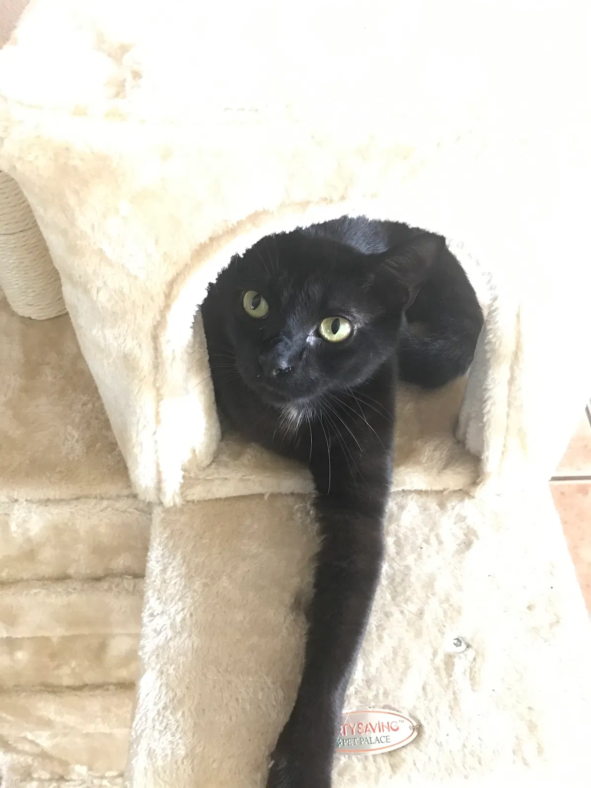 Lost cat in Tampa, FL, 33615