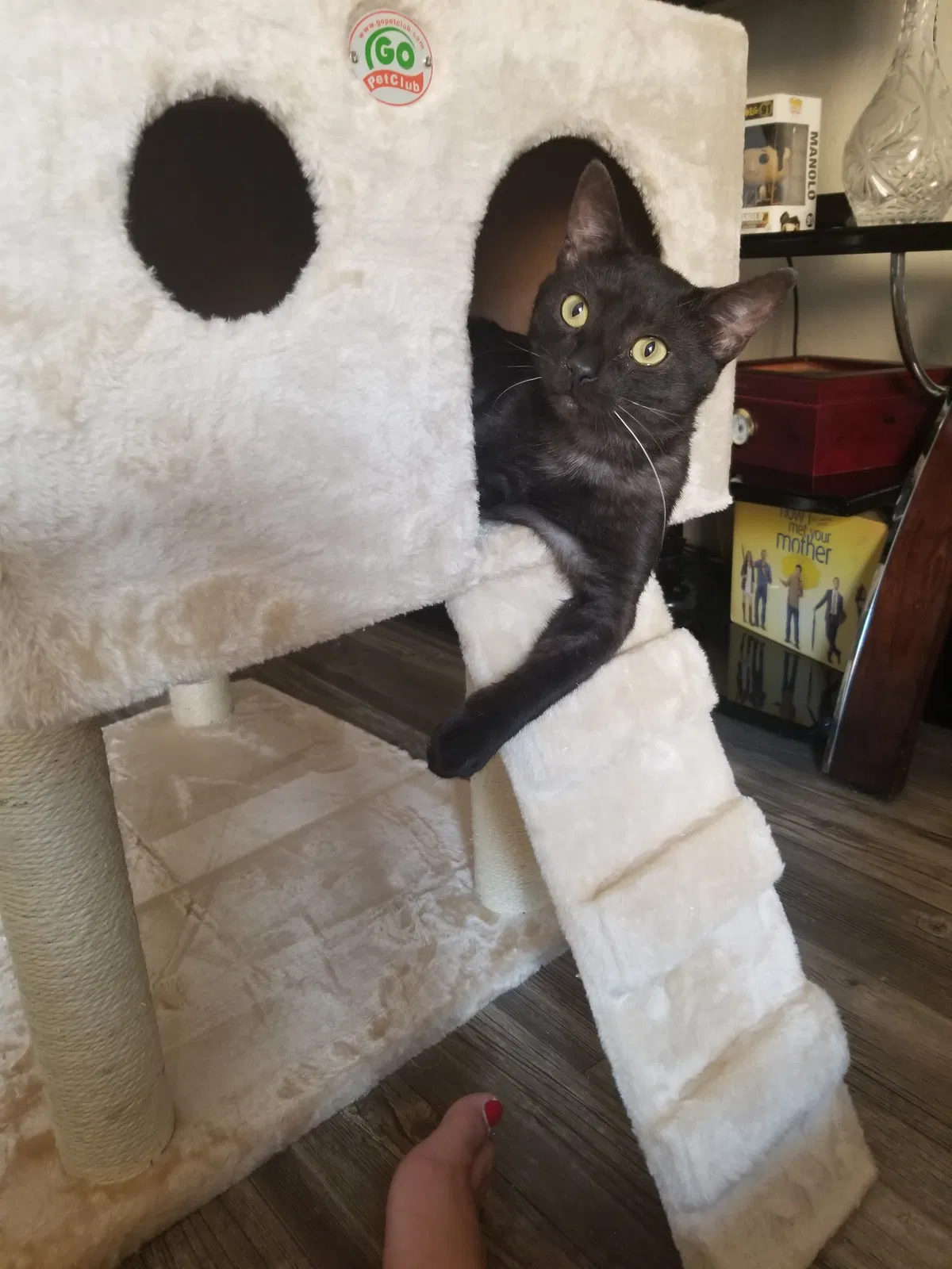 Lost cat in Glendale, AZ, 85307
