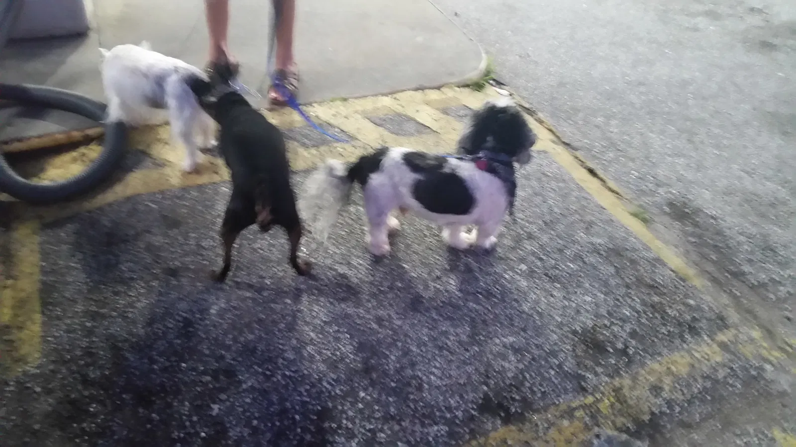 Lost dog in Greenville, SC, 29607