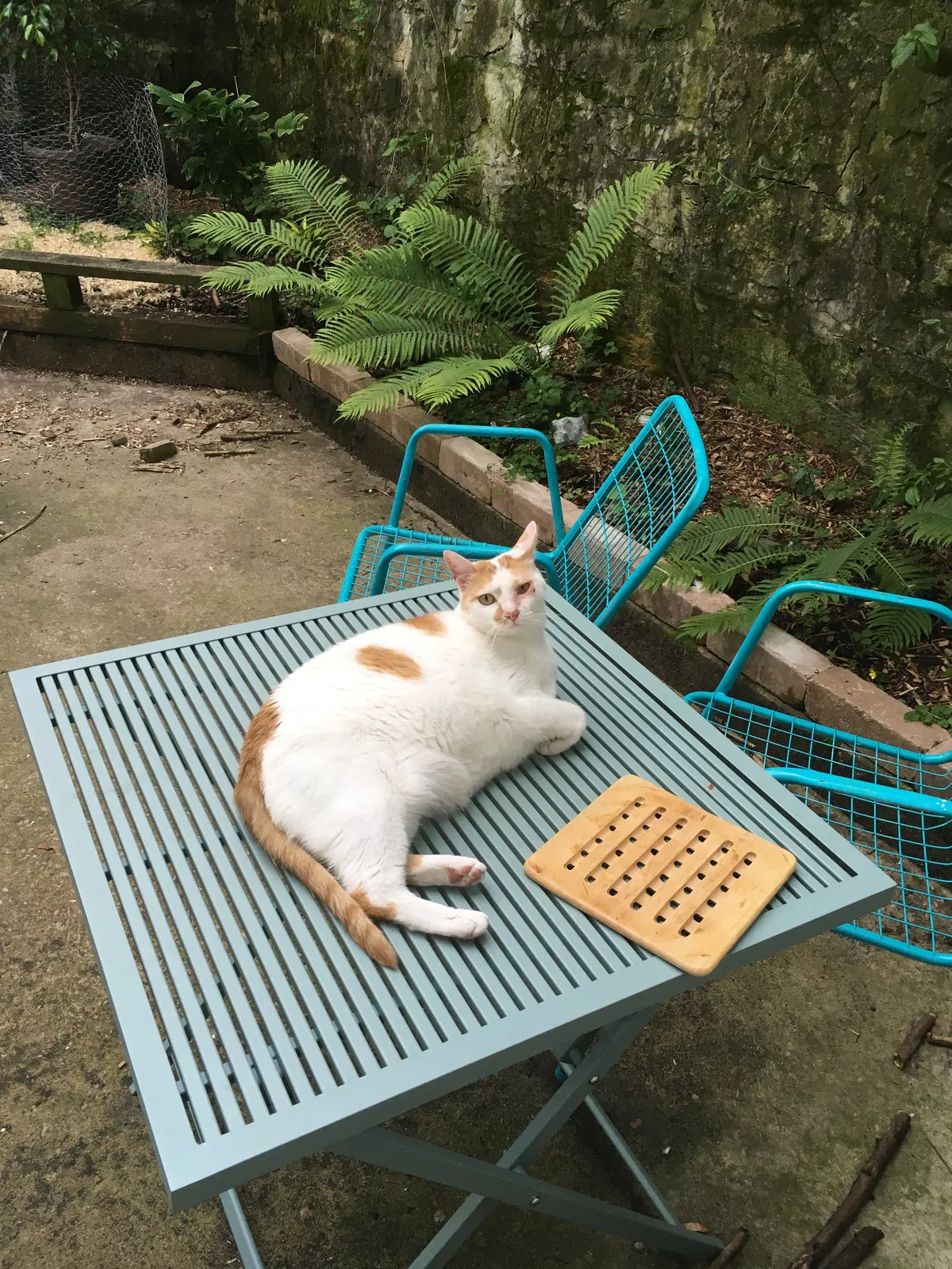 Lost cat in State College, PA, 16801