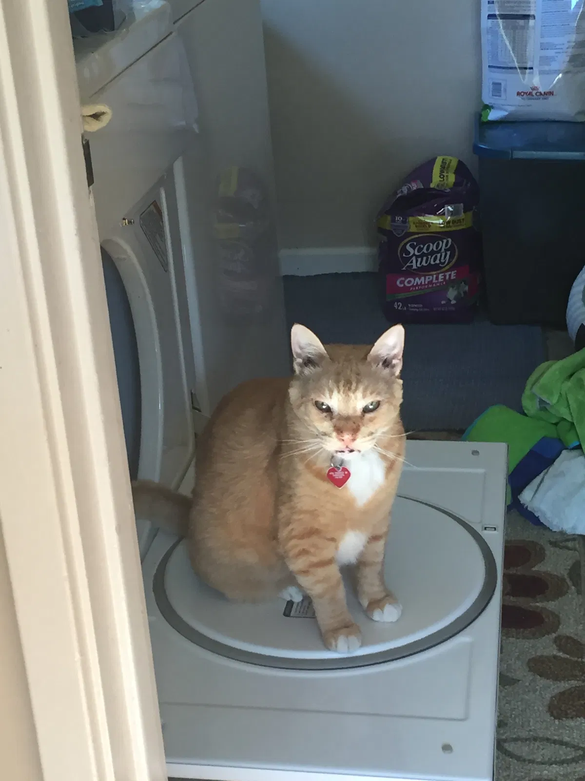 Lost cat in Carmichael, CA, 95608