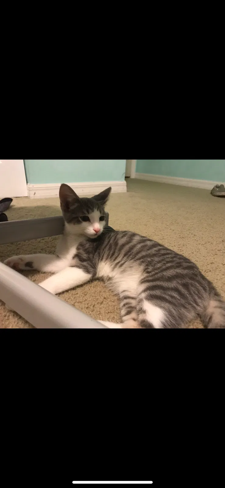 Lost cat in New Port Richey, FL, 34654