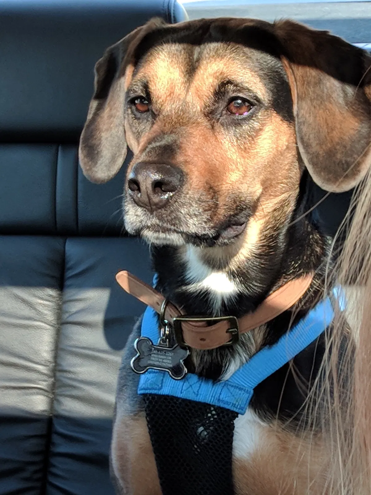 Found dog in Troy, MI, 48083