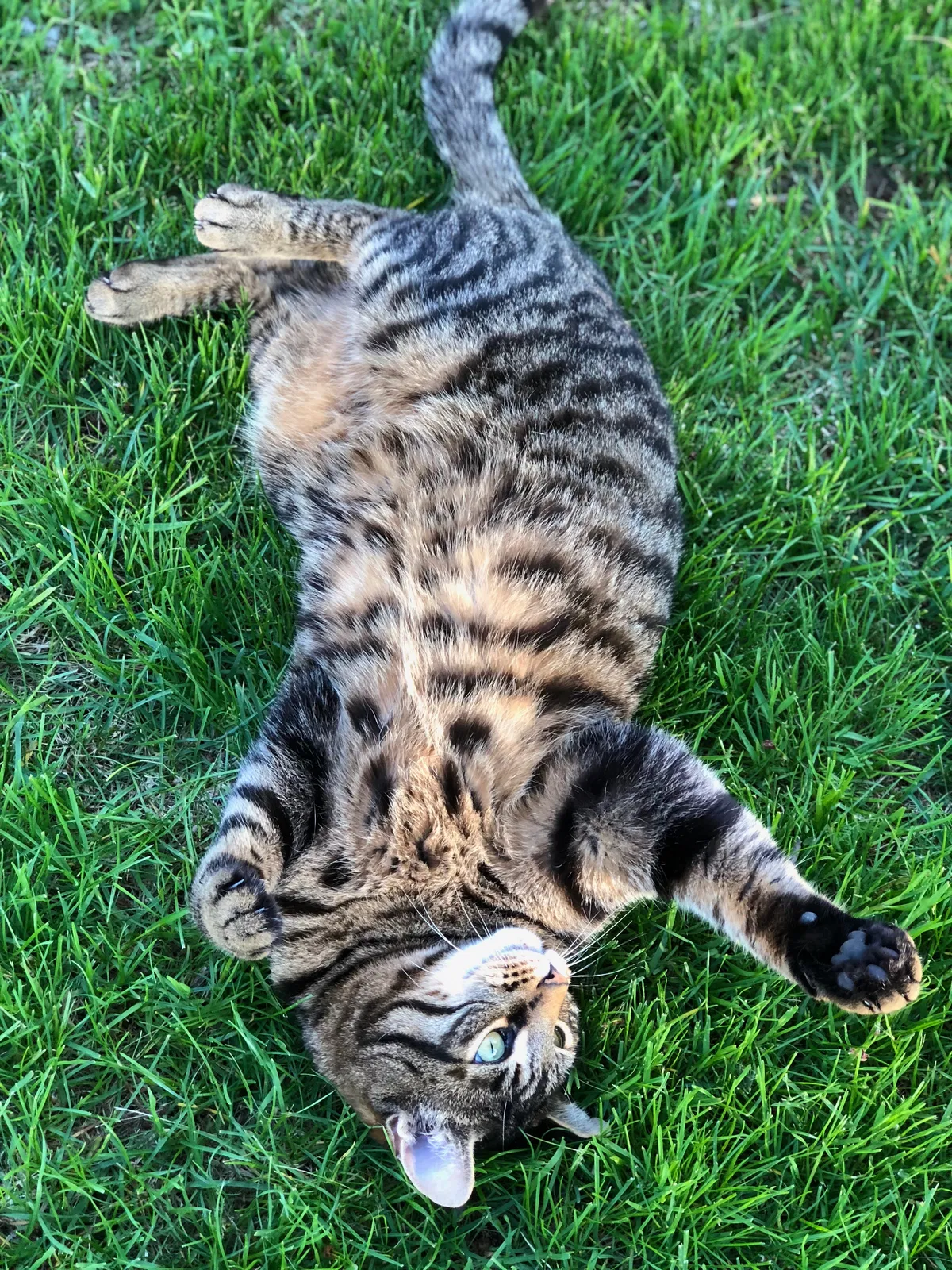 Lost cat in Manlius, NY, 13104
