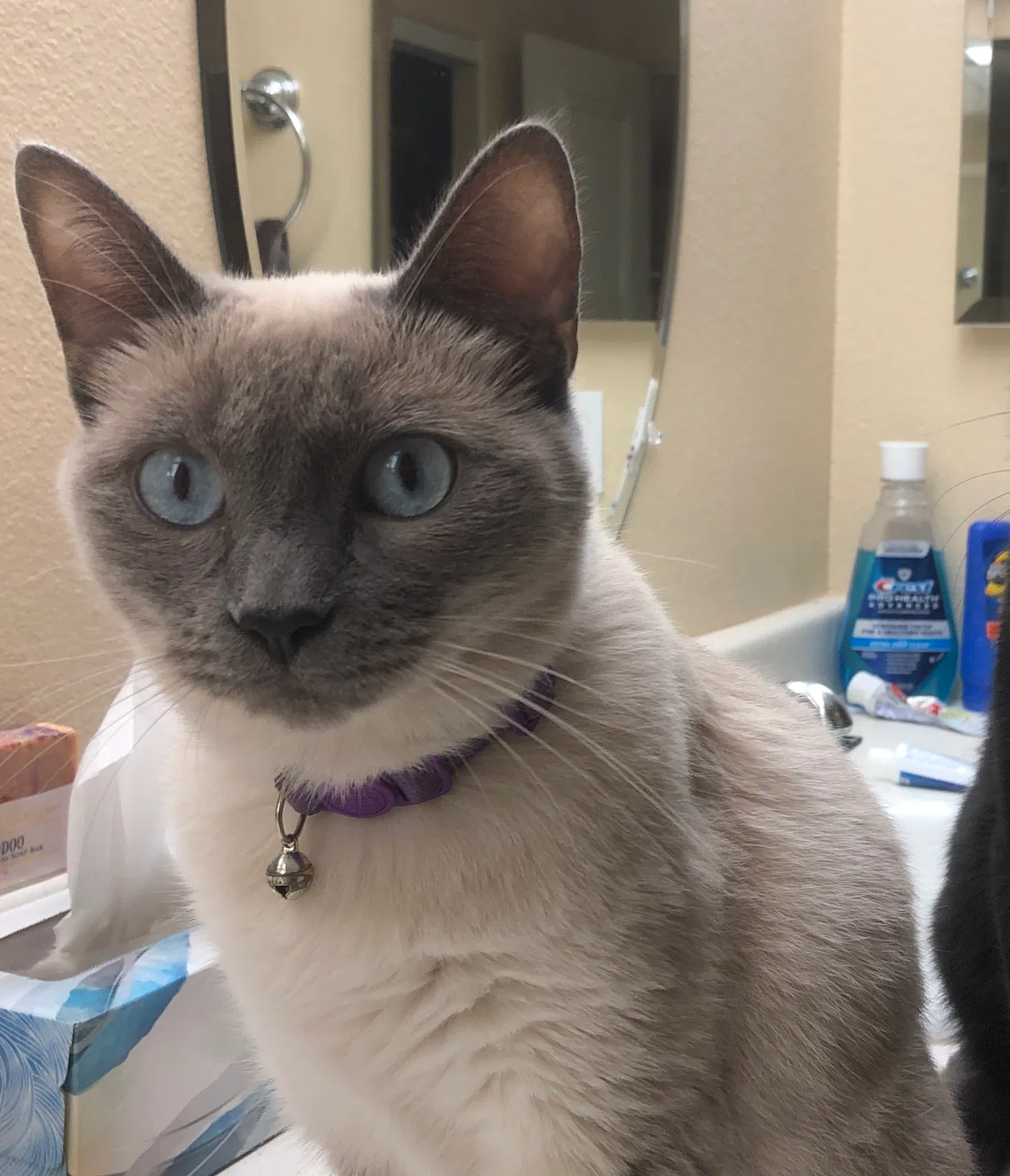 Lost cat in Tucson, AZ, 85735