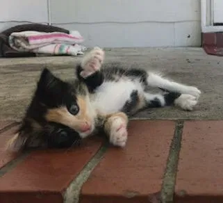 Lost cat in Goose Creek, SC, 29445