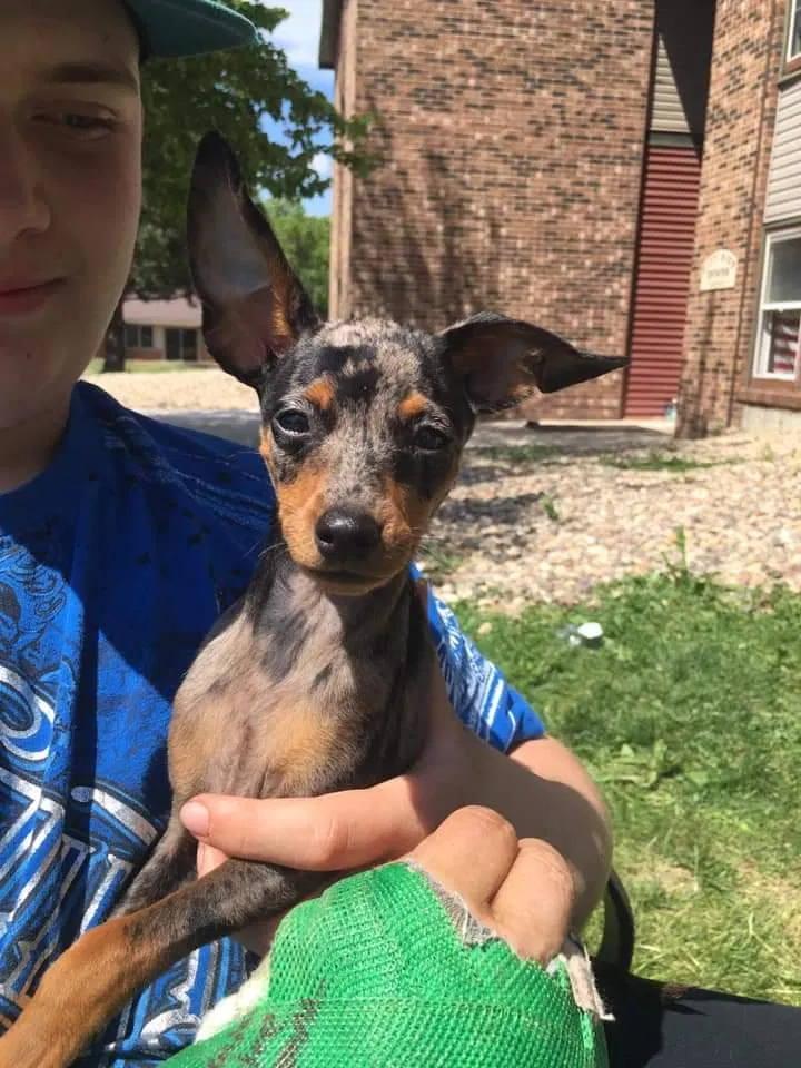 Lost dog in Fairmont, MN, 56031