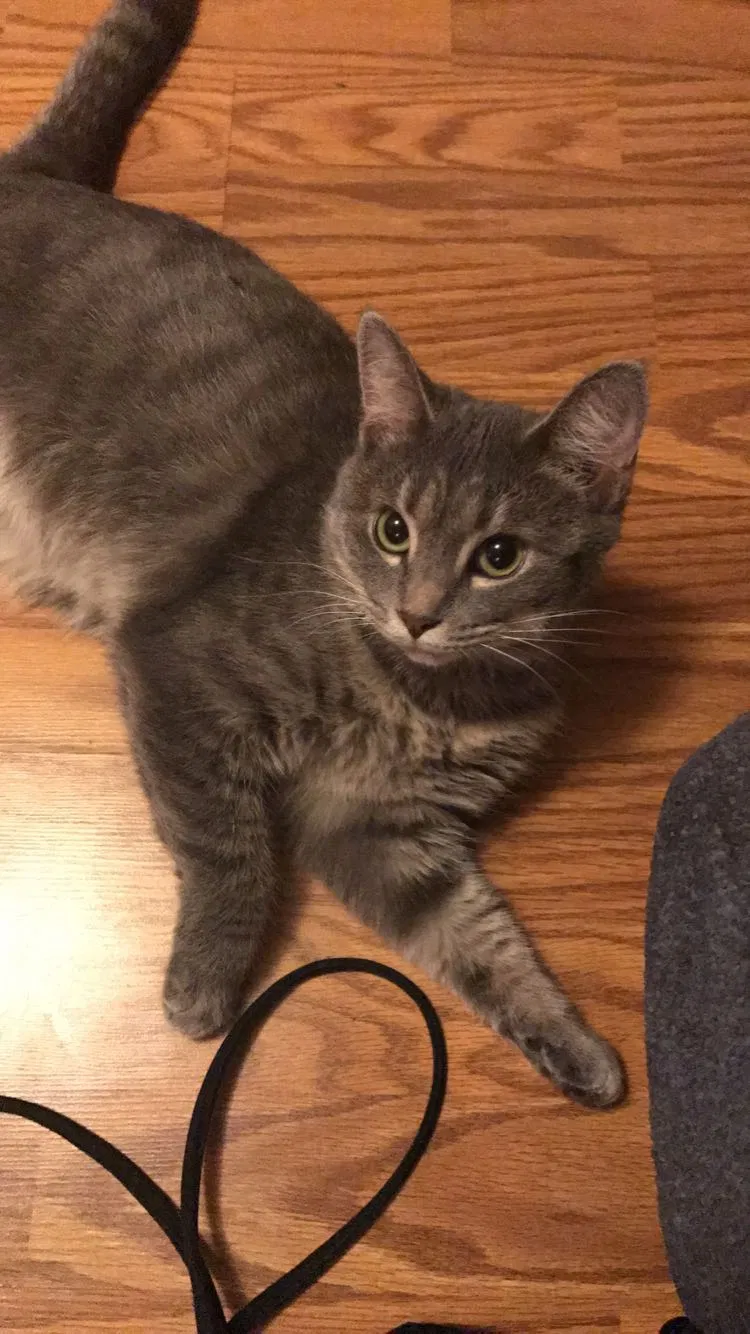 Lost cat in Ashland, KY, 41101
