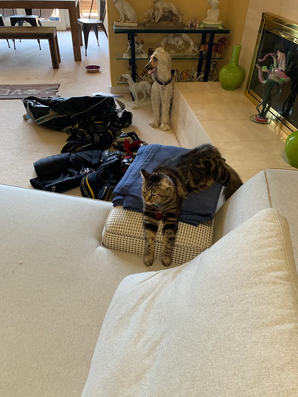 Lost cat in Los Gatos, CA, 95032