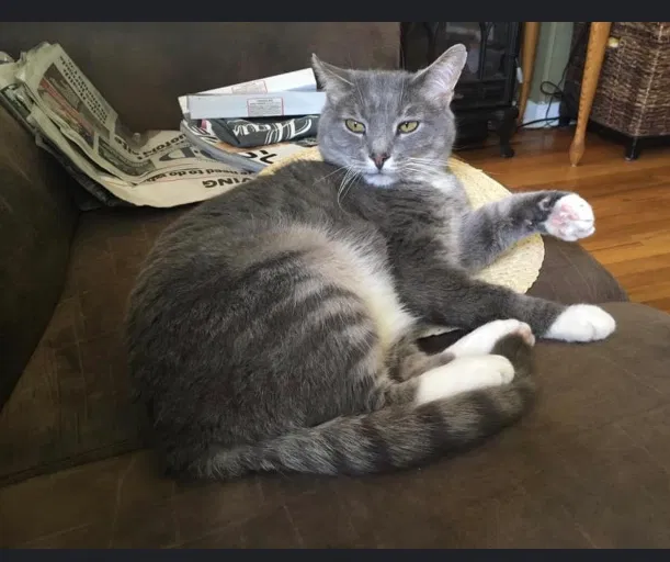 Lost cat in New York Mills, NY, 13417