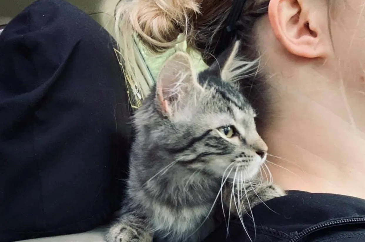 Lost cat in Independence, MO, 64055