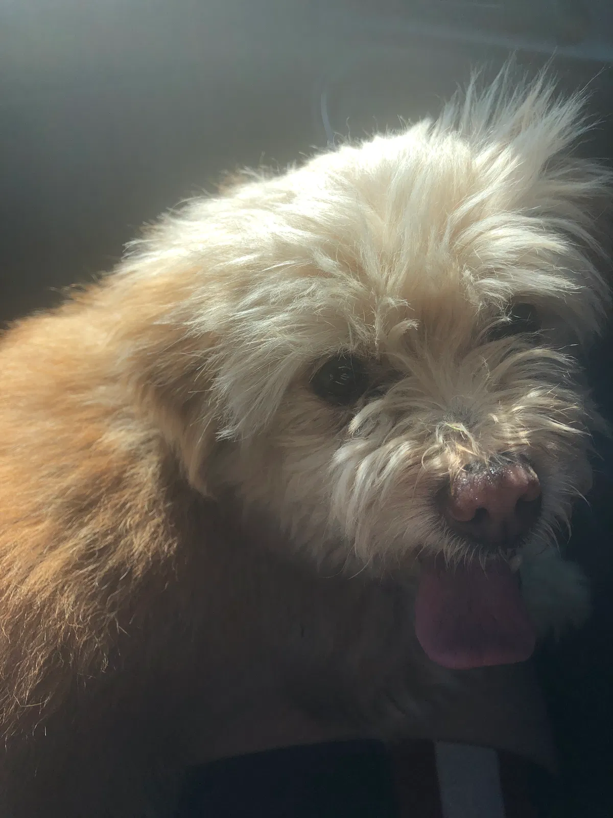 Found dog in Broomfield, CO, 80020