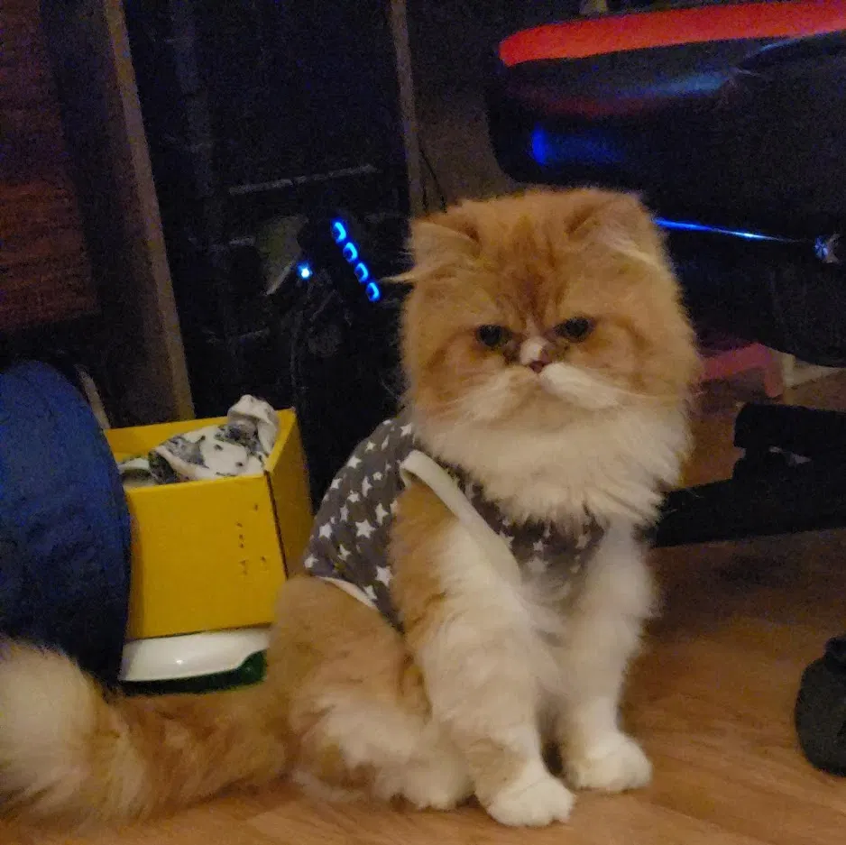 Lost cat in Hempstead, TX, 77445