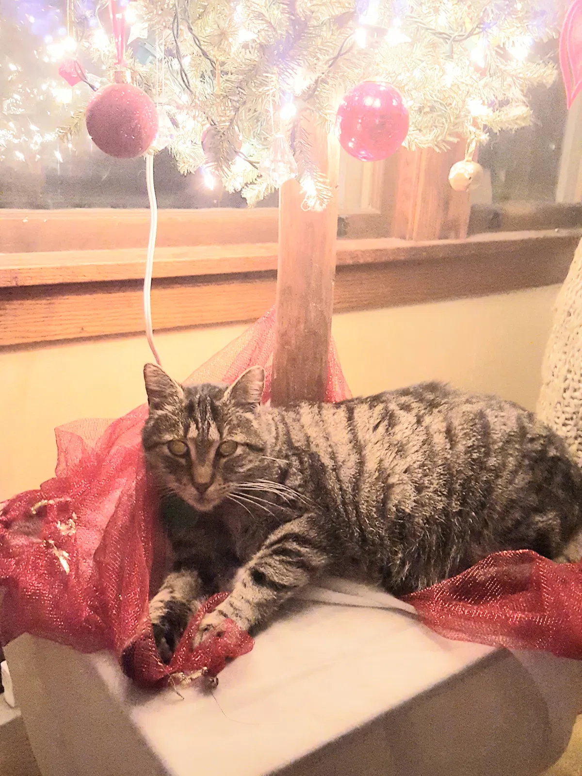 Lost cat in Rockford, IL, 61107