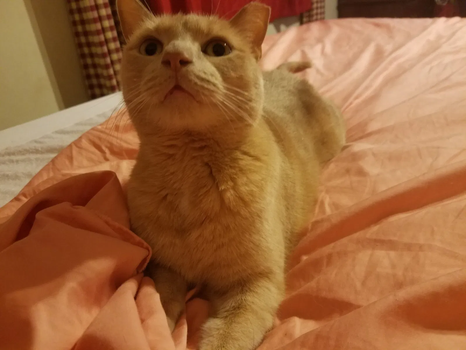 Lost cat in King Of Prussia, PA, 19406