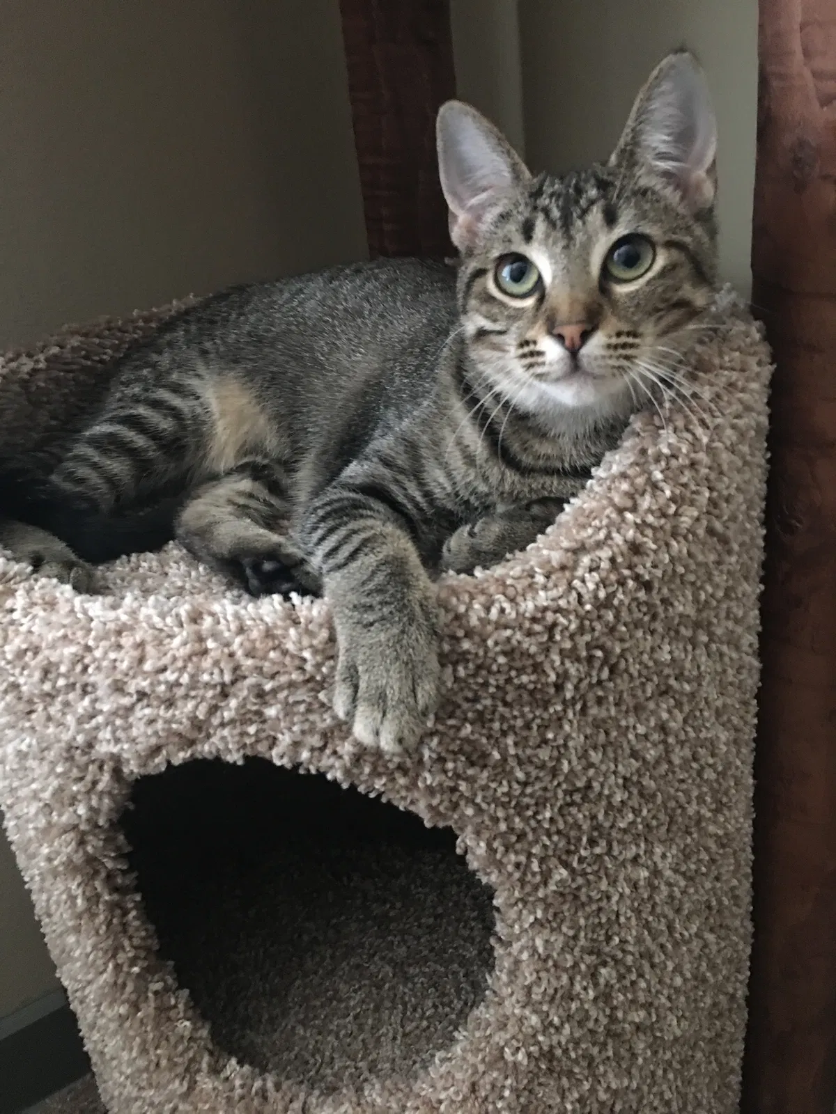 Lost cat in Flower Mound, TX, 75022