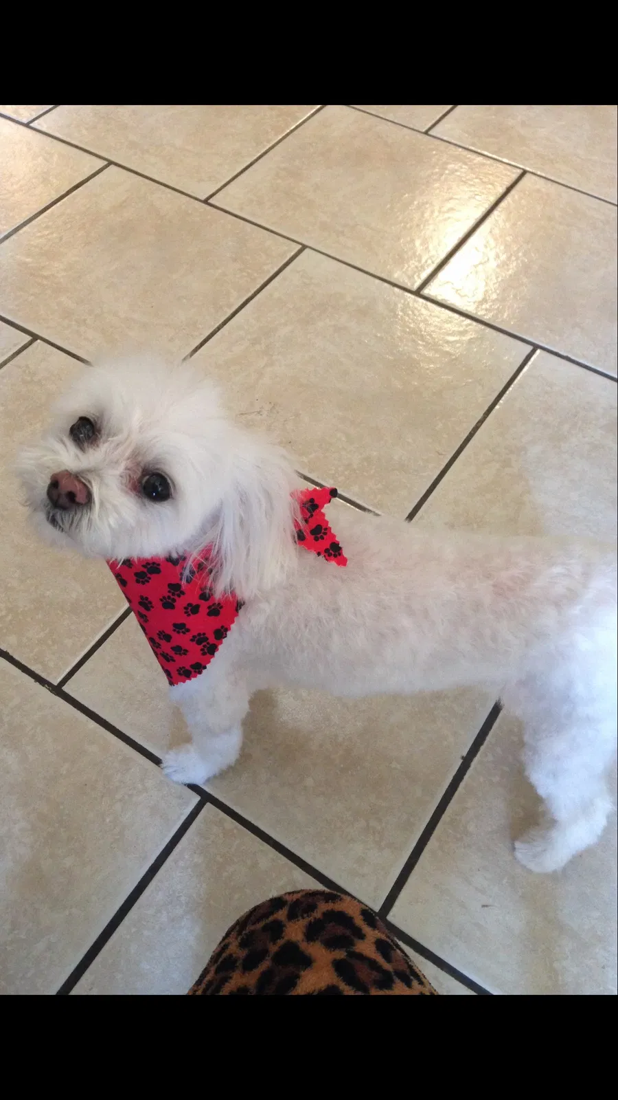 Lost dog in Sachse, TX, 75048