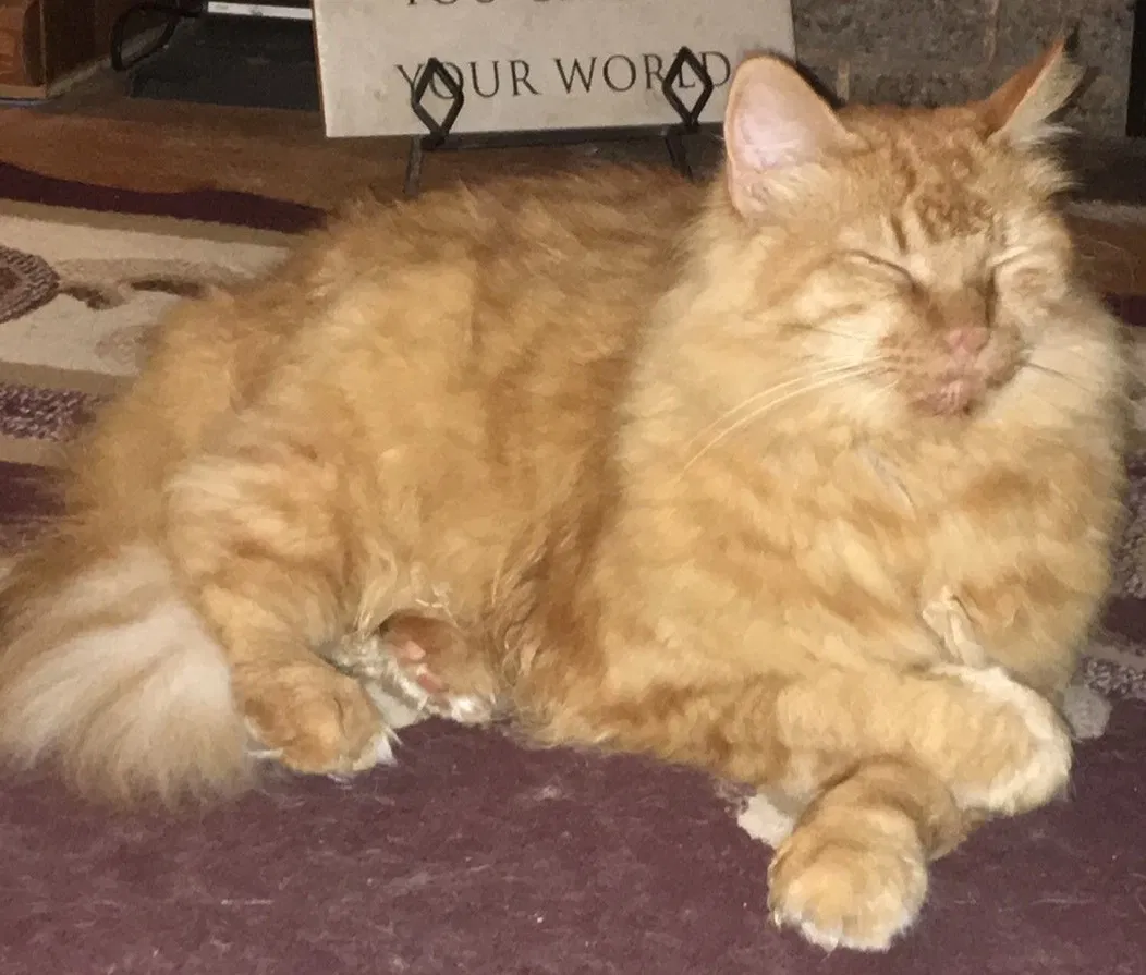 Lost cat in New Braunfels, TX, 78130