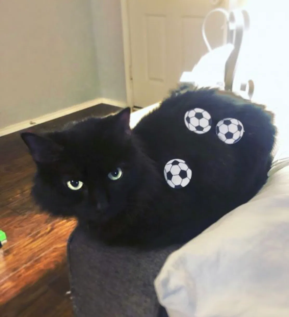 Lost cat in Raleigh, NC, 27603