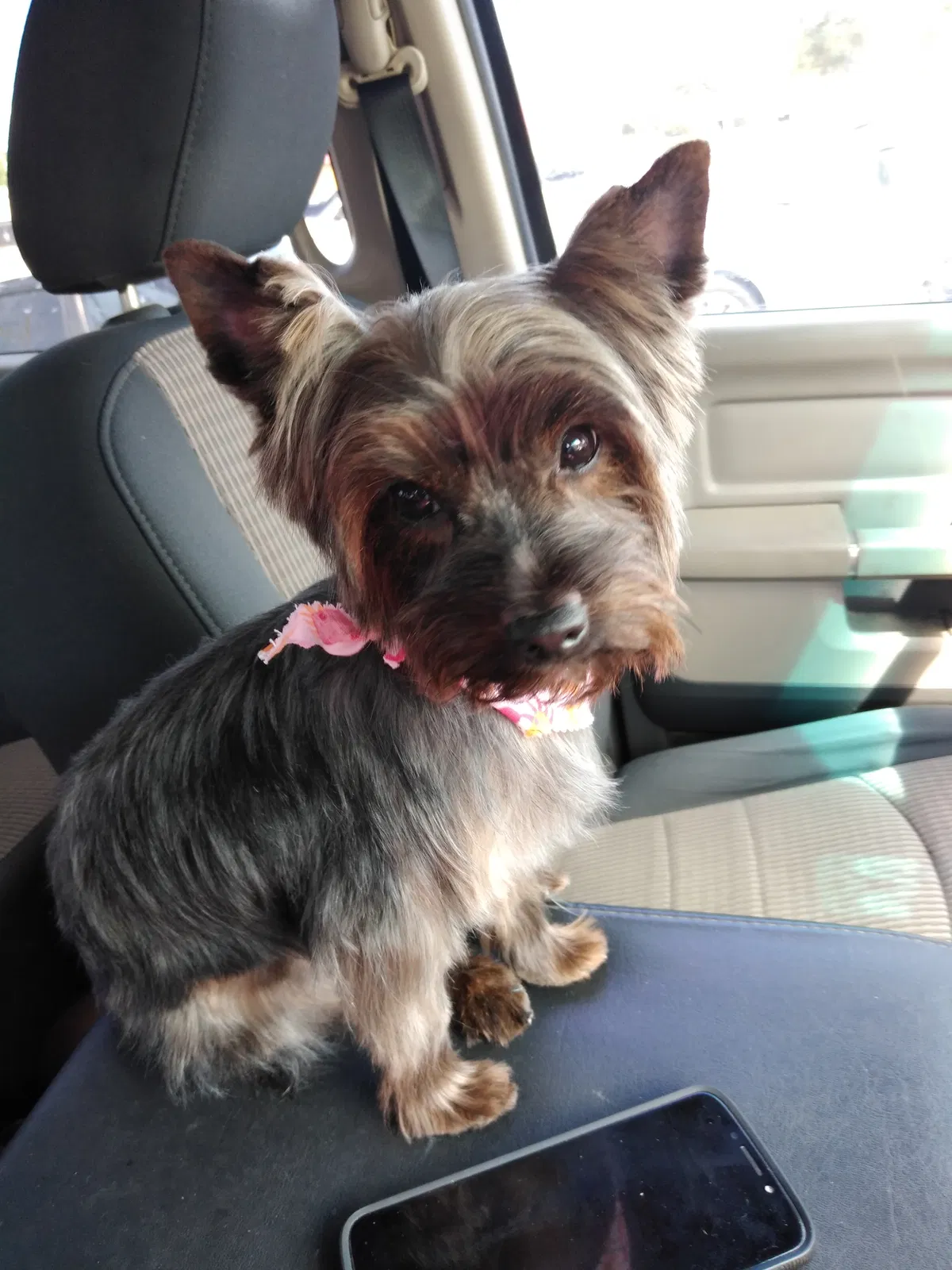 Lost dog in Unknown, GA, 32048