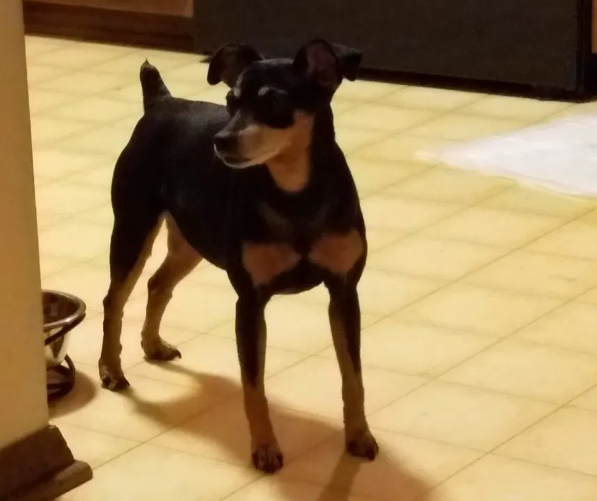 Lost dog in Raleigh, NC, 27606