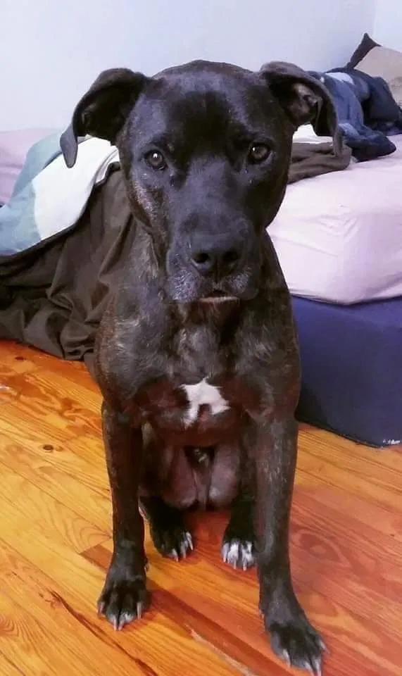 Lost dog in Kings Mountain, NC, 28086