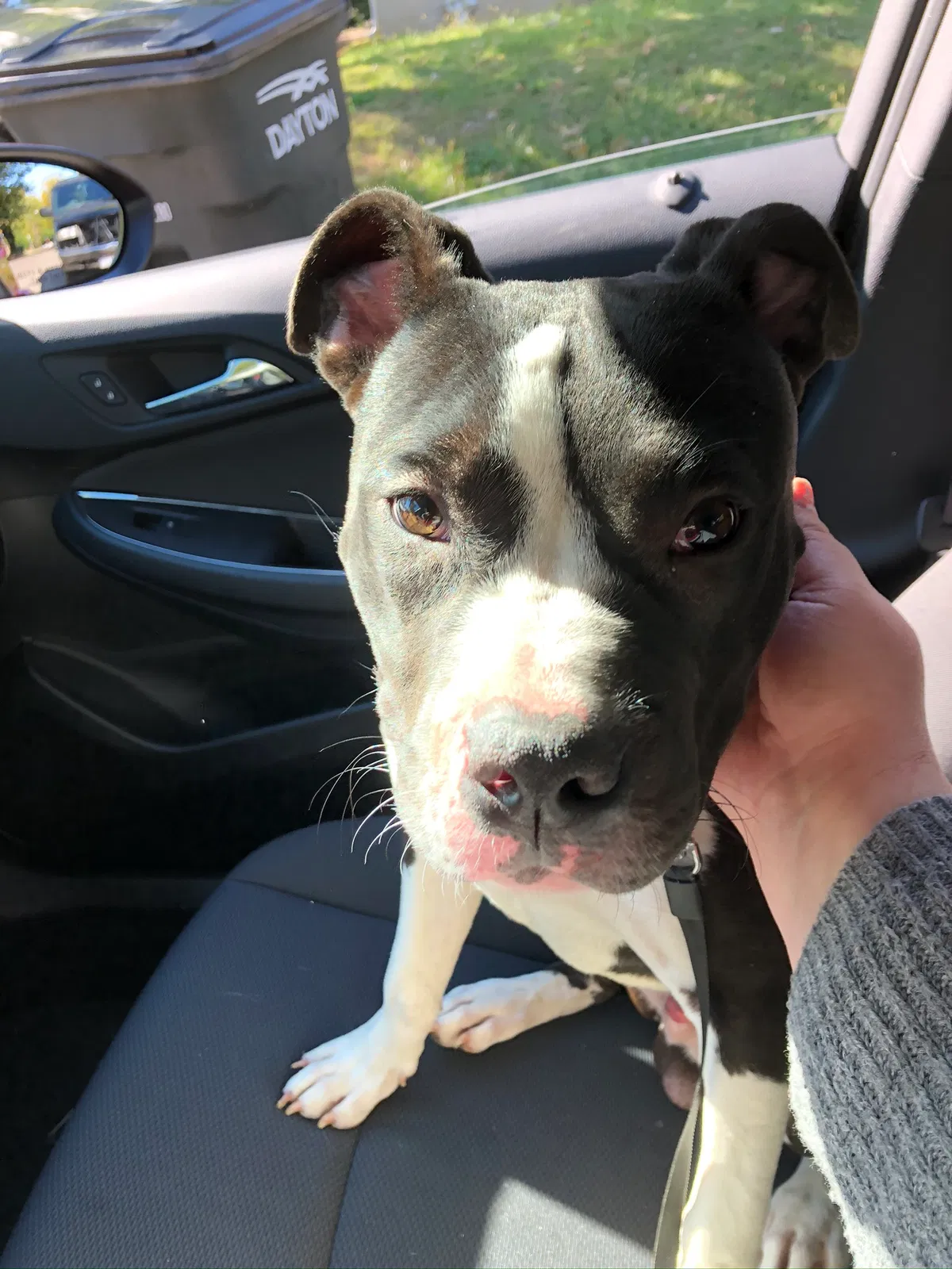 Found dog in Dayton, OH, 45420