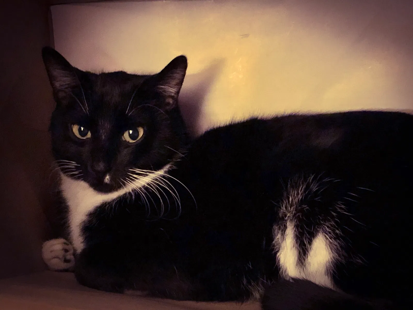 Lost cat in Lakeville, MN, 55044