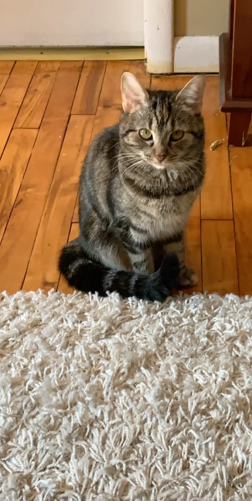 Lost cat in Pottsville, PA, 17901