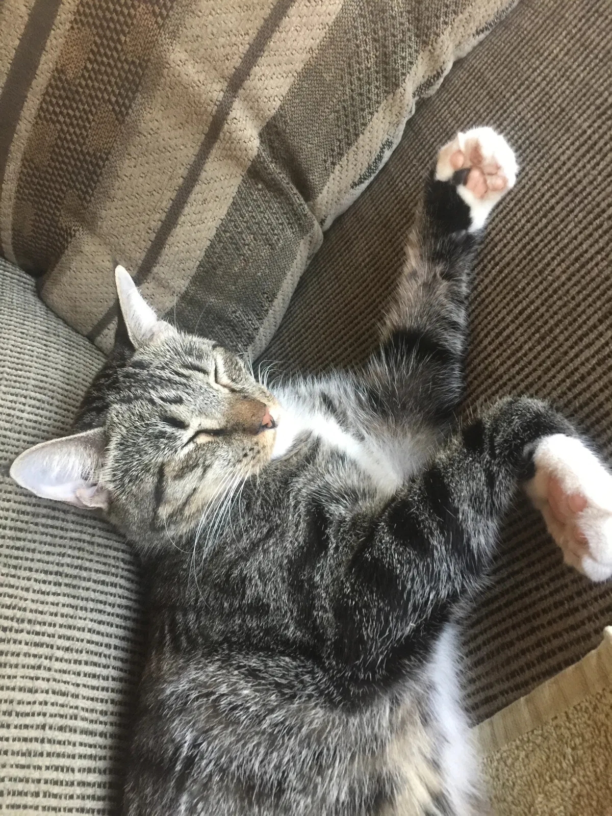 Lost cat in North Richland Hills, TX, 76180
