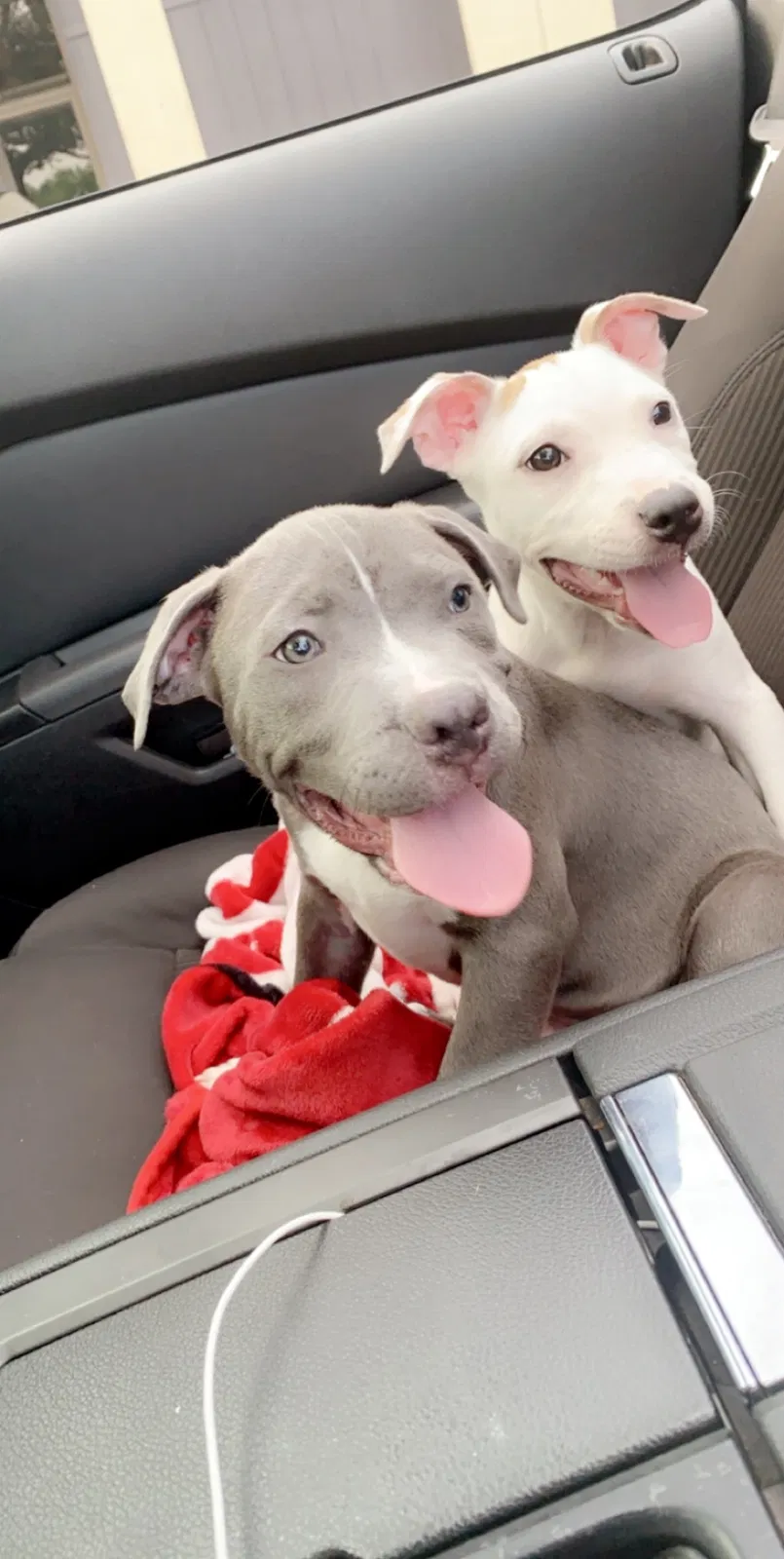 Lost dog in Birmingham, AL, 35206