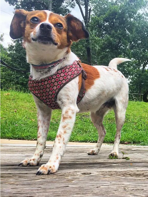 Lost dog in Atlanta, GA, 30337
