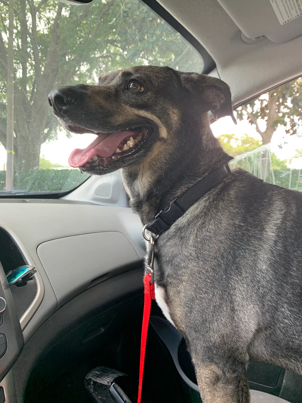 Lost dog in Orlando, FL, 32818
