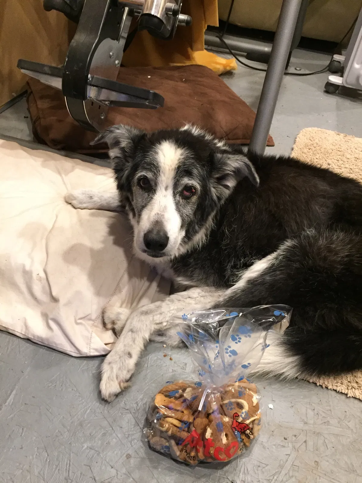 Lost dog in Washington, UT, 84780