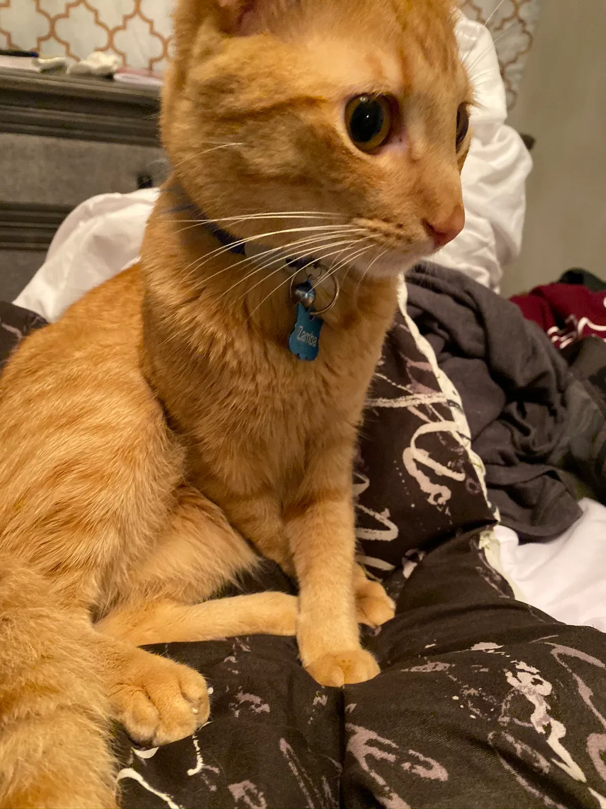Lost cat in Atlanta, GA, 30341