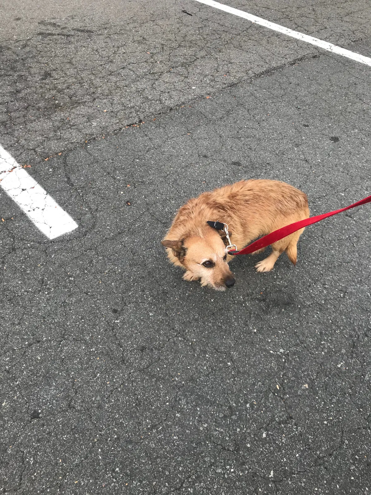 Lost dog in Bethesda, MD, 20817