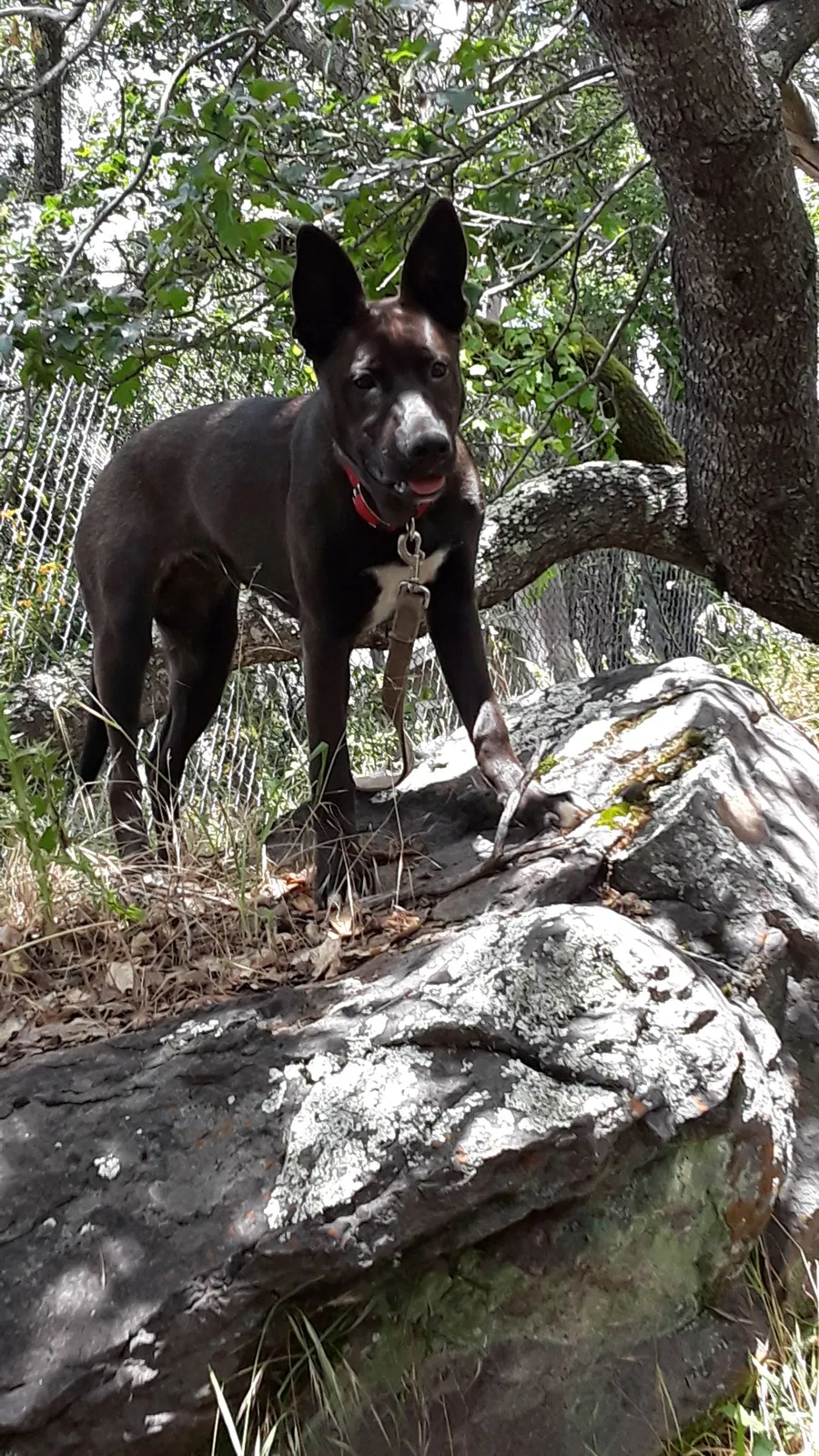 Lost dog in Middletown, CA, 95461
