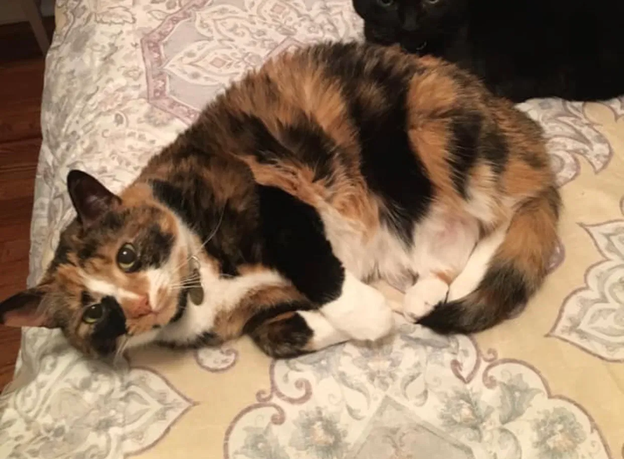 Lost cat in Wantagh, NY, 11793