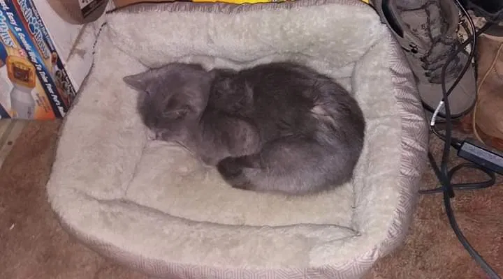 Lost cat in Elkton, MD, 21921