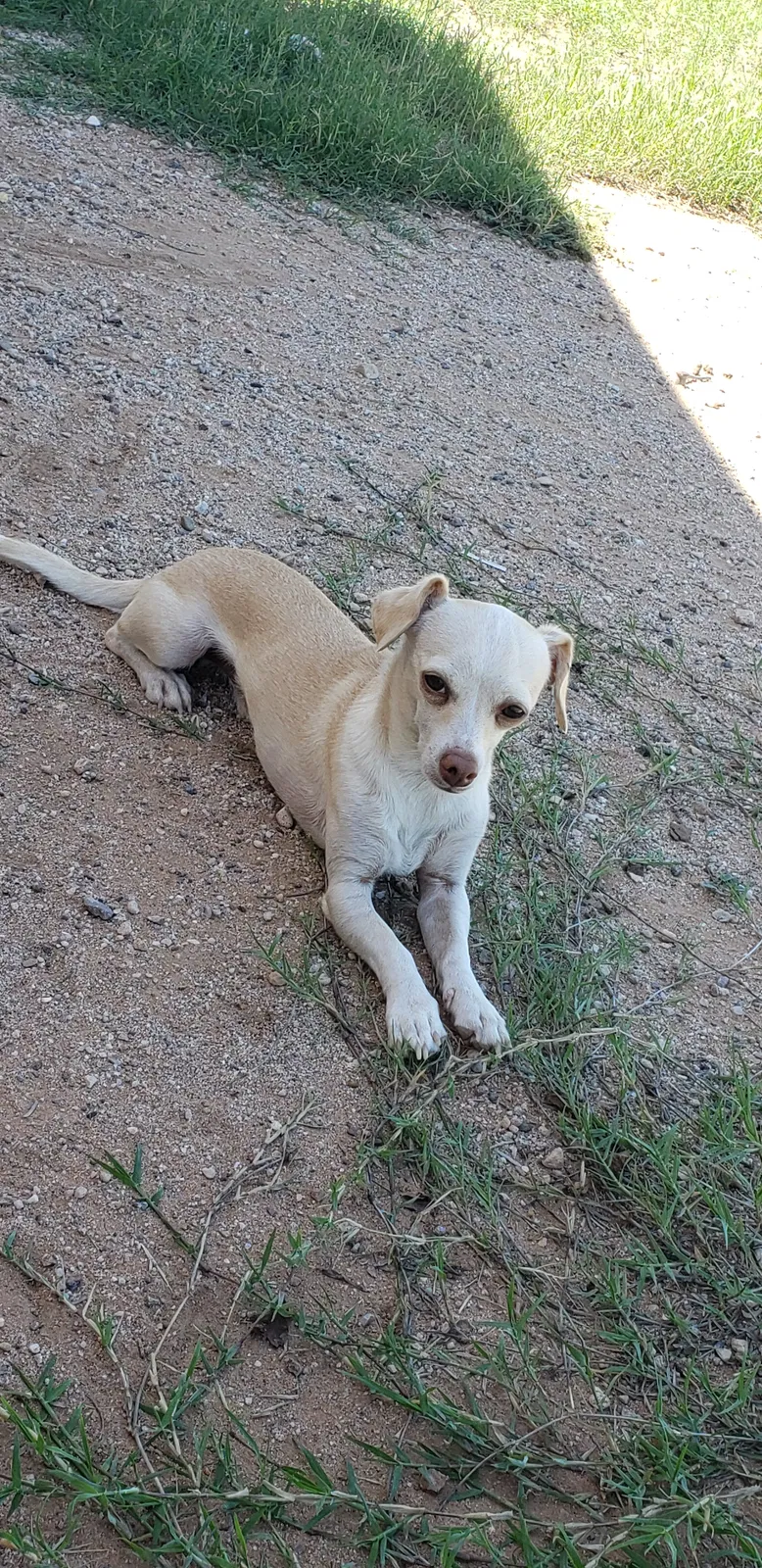 Lost dog in Tucson, AZ, 85756