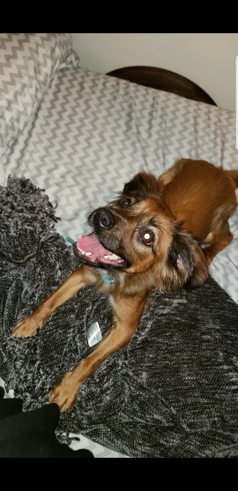 Lost dog in Berea, KY, 40403