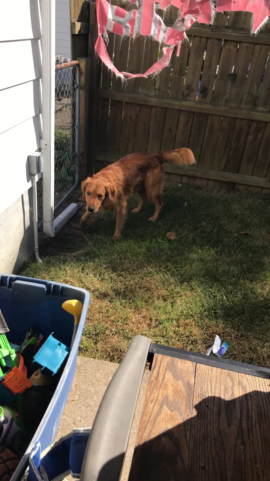 Found dog in Middletown, OH, 45044