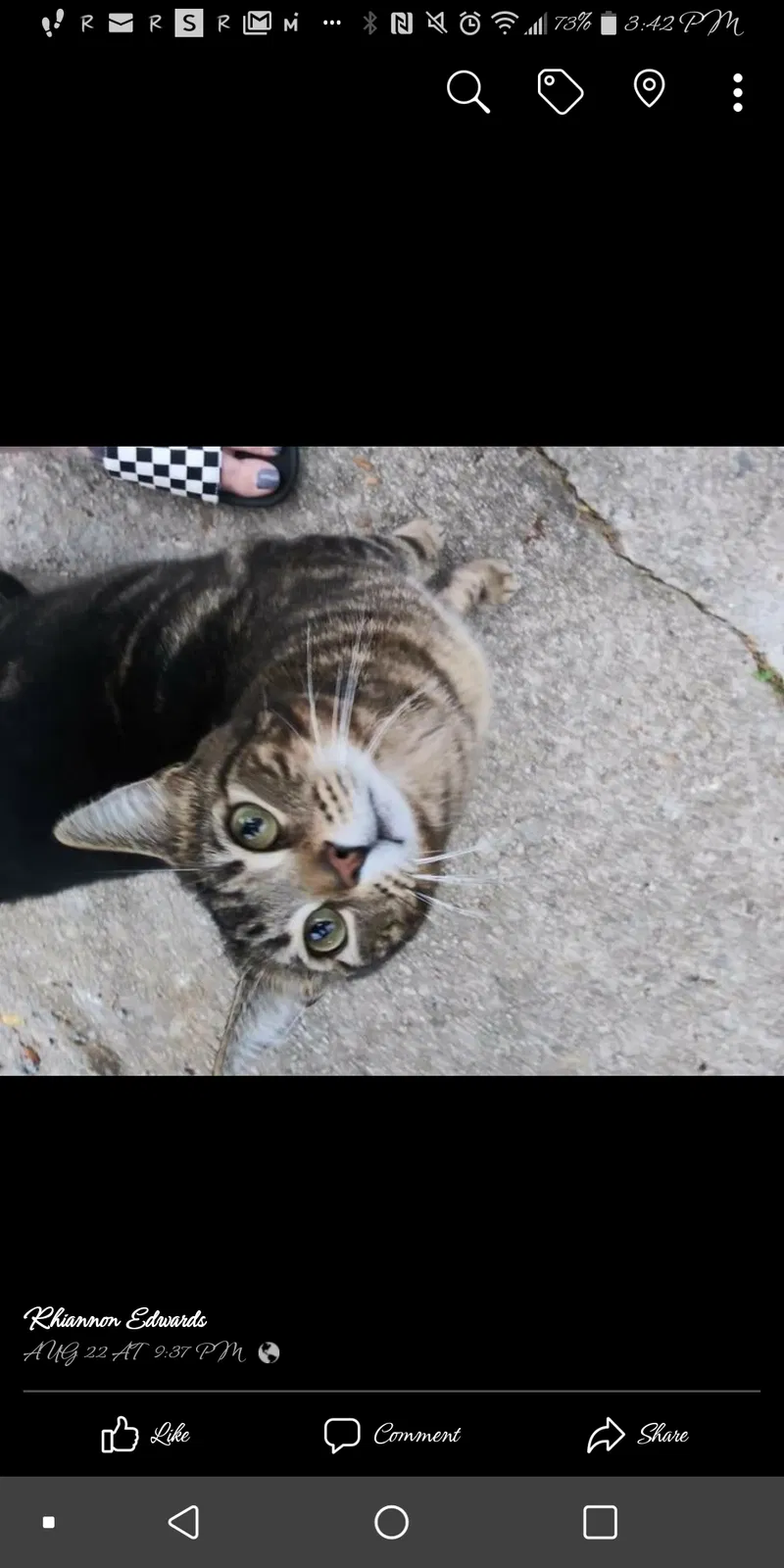Lost cat in Stockbridge, GA, 30281
