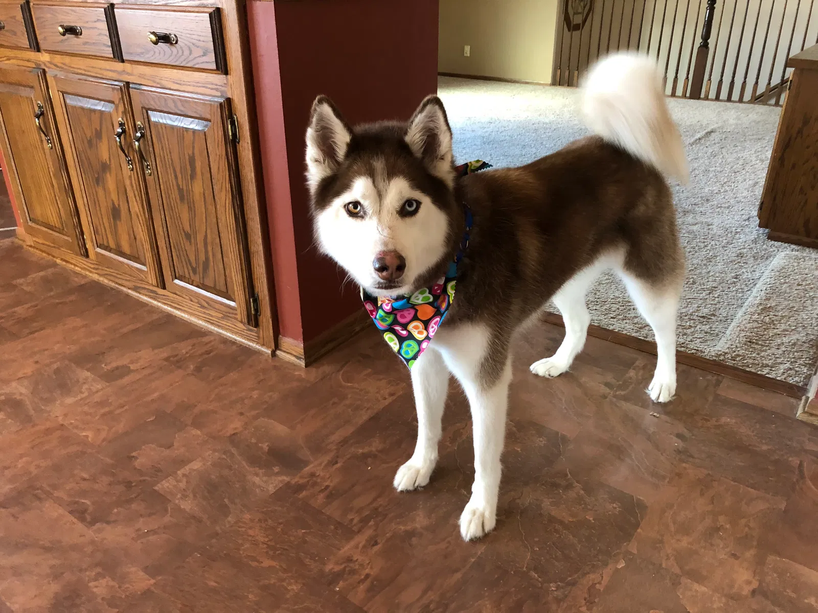 Lost dog in Clam Lake, WI, 54517