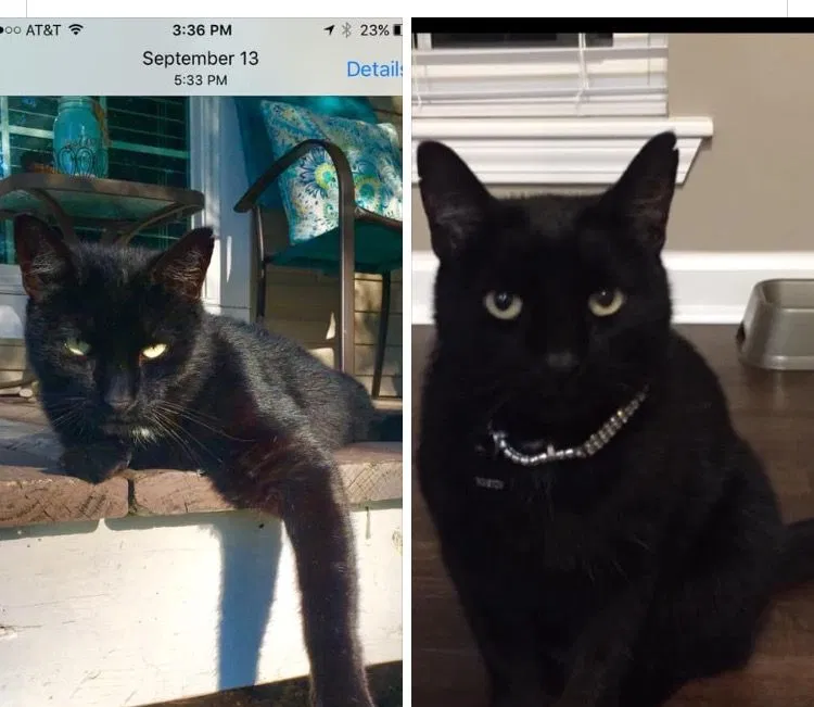Lost cat in Denham Springs, LA, 70726